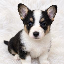 Oakley - Black and white female Cardigan Welsh Corgi puppy in Kerens, West Virginia from Leather & Lace