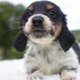 Peter - Piebald male Dachshund puppy in Morrow, Ohio from Courtney’s Colorful Doxies