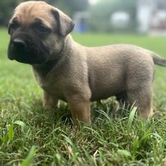 Perro de Presa Canario Puppies from Stephanie Ruiz
