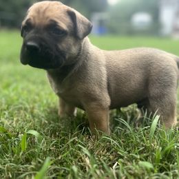 Perro de Presa Canario Puppies from Stephanie Ruiz