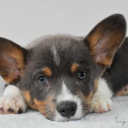 American Corgis and Pembroke Welsh Corgis from Triple B Bayou Corgis
