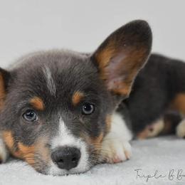 American Corgis and Pembroke Welsh Corgis from Triple B Bayou Corgis