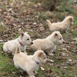 Scottish Terrier Puppies from Capstone Scottish Terriers