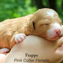 Frappe - Parti female Goldendoodle puppy in Shushan, New York from Barnwood Doodles