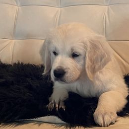 Corey - Light golden male Golden Retriever puppy in Ennis, Texas from Amberidge Golden Retrievers