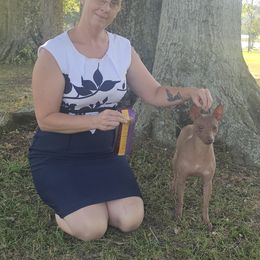 American Hairless Terrier and Pembroke Welsh Corgi All Grown Up from Flipside