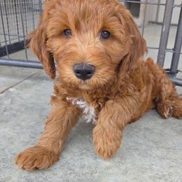 Pink Male - Apricot male Goldendoodle puppy in Great Falls, Montana from Montana Goldendoodles