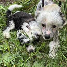 Chinese Crested Puppies from Windsong