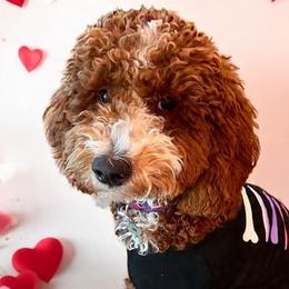 Lola - Goldendoodle