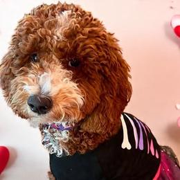 Lola - Goldendoodle