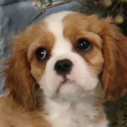 Maxwell - Cavalier King Charles Spaniel puppy from Legend Cavaliers