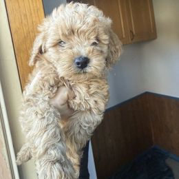 Skittles - Red male Cavapoo puppy in River Falls, Wisconsin from Dottie's Doodles