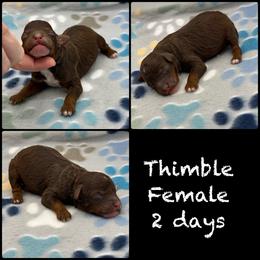 Thimble - Pending - Phantom female Poodle puppy in Grass Valley, California from Sapphire Ridge Poodles