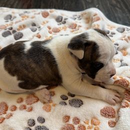 River - American Staffordshire Terrier puppy from Josiah Carter