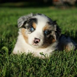 Harper - Blue merle female Australian Shepherd puppy in Holmesville, Ohio from Coffee Run Spring at Miller Farms