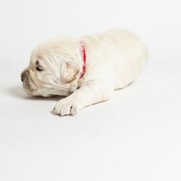 Aunt Agatha - Golden female Golden Retriever puppy in Fairview, Tennessee from Full of Grace Goldens