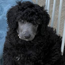 Boy 3 - Poodle puppy from Lake Effect Poodles, Leesa’s Jewlz