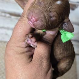 Rusty - Red  male Goldendoodle puppy in Austin, Texas from Austin Doodles & Poodles