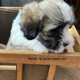 Havanese and Labrador Retriever Puppies from Hudson Valley Labradors and Havanese of Claverack