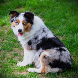 Unity - Miniature Australian Shepherd