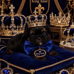 King Magnus - Black and tan male Shih Tzu puppy in Columbia, Kentucky from Lisa Bandy Luxe Shih Tzu