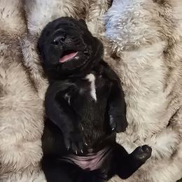 Green collar - Black female Cane Corso puppy in Springfield, Oregon from PNW Cane Corsos