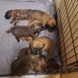 Boxer Puppies from SmashBox Kennel