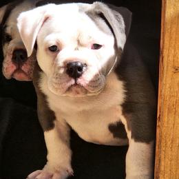 Tortellini - Brindle male Bulldog puppy in Washington from Sun City Campeiro Bulldogs
