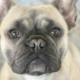 French Bulldogs from Gregory’s Frenchies