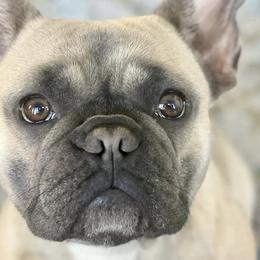 French Bulldogs from Gregory’s Frenchies