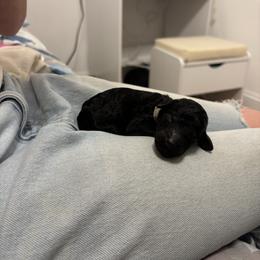 Grey Collar Boy - Black male Poodle puppy in Grandview, Tennessee from FurEver Poodles