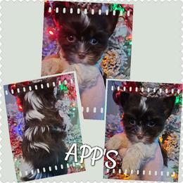 Gorgeous chocolate parti - Chocolate, tan and white male Yorkshire Terrier puppy in Wartburg, Tennessee from Amanda's Precious Pups