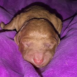 Druzy - Red  male Goldendoodle puppy in Philadelphia, Pennsylvania from Jah’s Retrievers