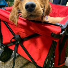 Golden Retriever Puppies from Charmed Golden Retrievers