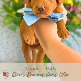 Jasper - Red  male Goldendoodle puppy in Atlanta, Georgia from Teddy Puppies