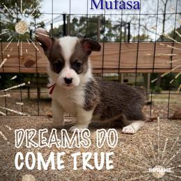 Mufasa - Sable male Pembroke Welsh Corgi puppy in Athens, Alabama from Southern Sass Corgis