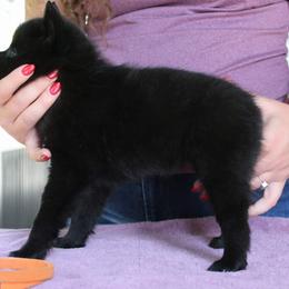 Orange - Soleil - Black female Schipperke puppy in Vancouver, Washington from Curtin Creek Schipperkes