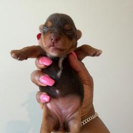 Chocolate - Chocolate and tan female Yorkshire Terrier puppy in Richmond, Virginia from Kizzie's Yorkies