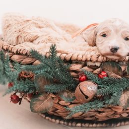 Cashmere - Red  male Goldendoodle puppy in Lima, Ohio from Hommel’s Mini Darling Doodles