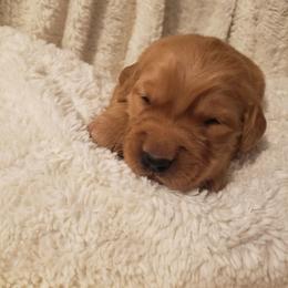 Fancy - Golden female Golden Retriever puppy in Skull Valley, Arizona from TC's Golden Ranch