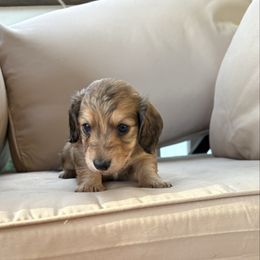 Waffles - Cream male Dachshund puppy in Massies Mill, Virginia from Pigeon Hill Dachshunds