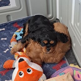 Cavalier King Charles Spaniel Puppies from JNJ Royal Cavaliers