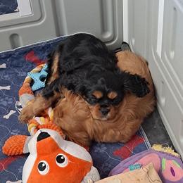 Cavalier King Charles Spaniel Puppies from JNJ Royal Cavaliers