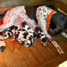 Female 4 - Liver roan female German Shorthaired Pointer puppy in Kathleen, Florida from Alex Yates GSP's