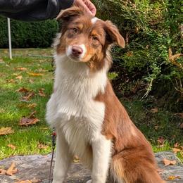 Qwerty - Red tri-color female Australian Shepherd puppy in Woodinville, Washington from Cornerstone Australian Shepherds