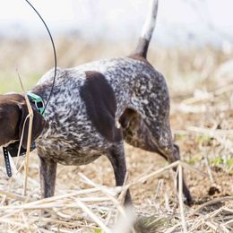 German Shorthaired Pointers from Anderson's GSPs