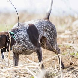 German Shorthaired Pointers from Anderson's GSPs
