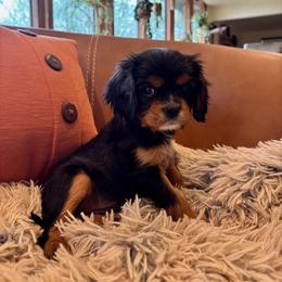 Prudence - Black and tan female Cavalier King Charles Spaniel puppy in Tucson, Arizona from Abbey Road Cavaliers
