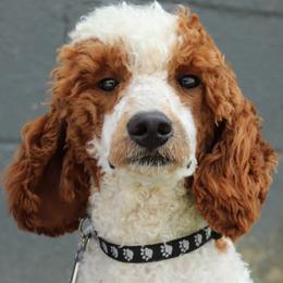 Birch - Poodle