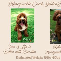 Goldendoodle puppies from Honeysuckle Creek Goldendoodles